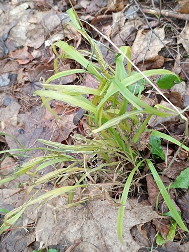 Наблюдение на iNaturalist
