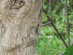 Anolis dominicensis