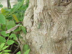 Anolis dominicensis