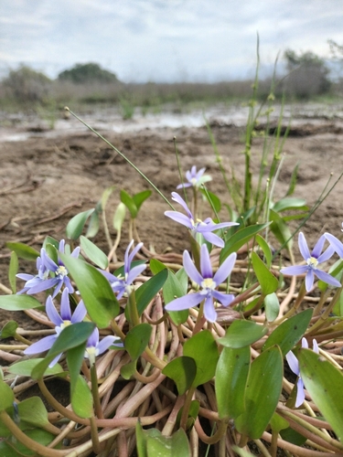 roundleaf mud-plantain (Heteranthera rotundifolia)