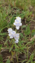 Cyanotis speciosa
