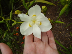Dietes robinsoniana