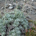 Artemisia alaskana - Photo (c) Sean Blaney, alguns direitos reservados (CC BY-NC), uploaded by Sean Blaney