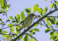 Acrocephalus dumetorum