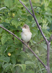 Acrocephalus dumetorum