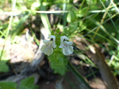 Stachys natalensis