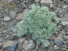 Artemisia alaskana