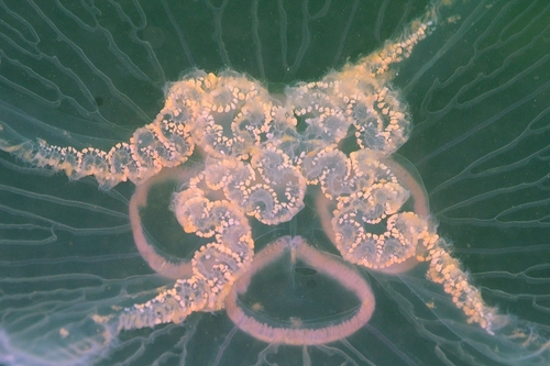 Common Moon Jelly, photo 2 of 10
