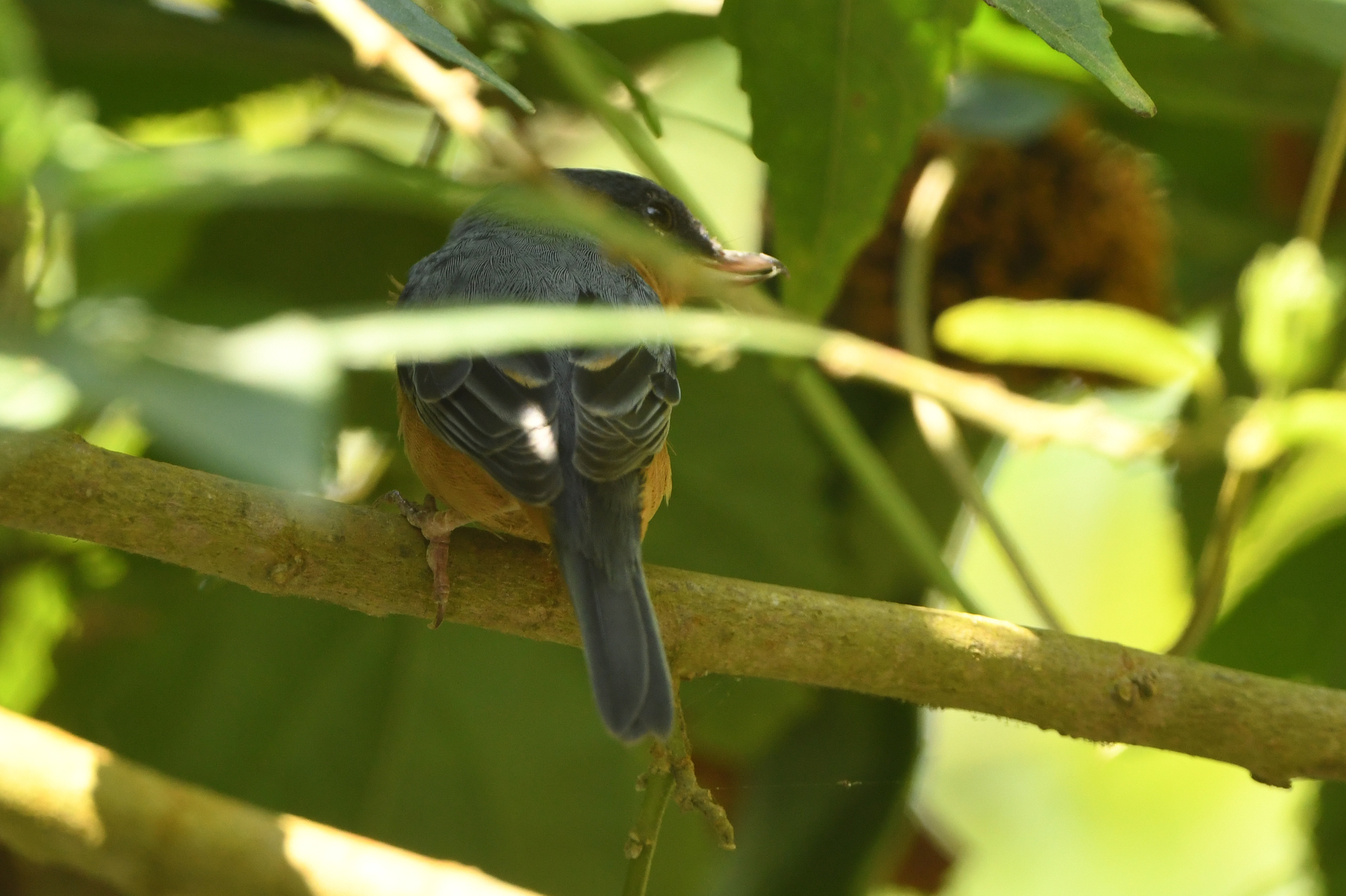 Rusty Flowerpiercer (Diglossa sittoides), photo 9