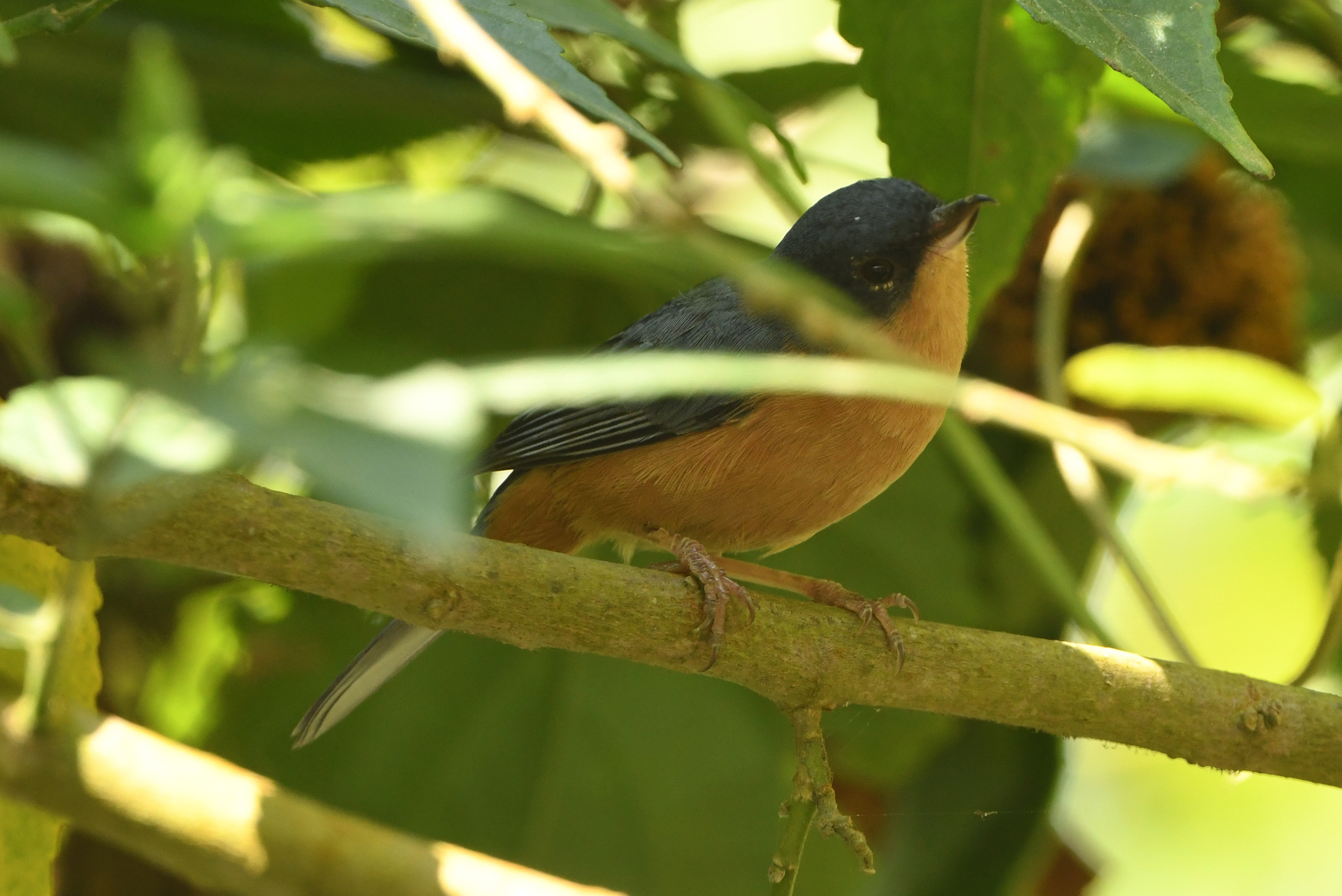 Rusty Flowerpiercer (Diglossa sittoides), photo 8