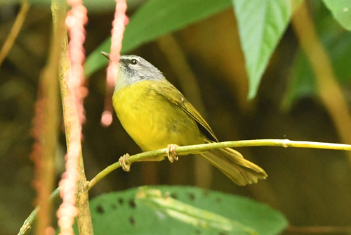 White-lored Warbler (Myiothlypis conspicillata), photo 4