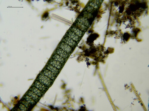Compsopogon caeruleus observed 2025-12-05