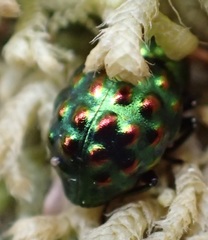 Notolioon gemmatus