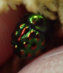 Notolioon gemmatus