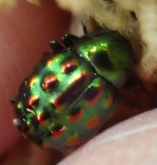 Notolioon gemmatus