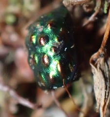 Notolioon gemmatus