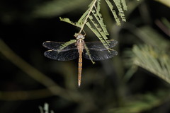 Apocordulia macrops