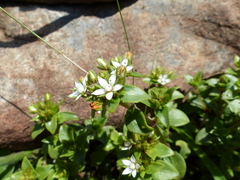 Crassula pellucida brachypetala