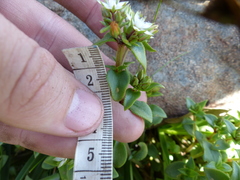 Crassula pellucida brachypetala