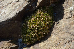 Colobanthus brevisepalus