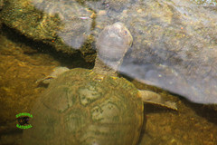 Kinosternon alamosae