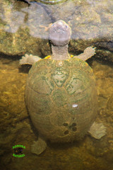 Kinosternon alamosae