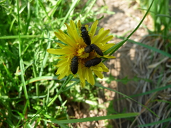 Anthaxia quadripunctata