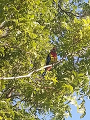 Platycercus eximius