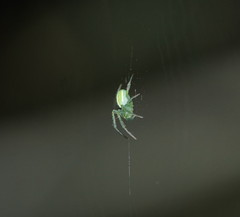 Araneus ginninderranus