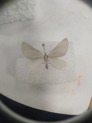 Lithostege farinata