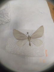 Lithostege farinata