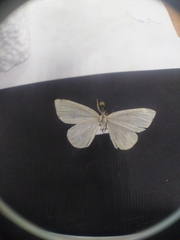 Lithostege farinata