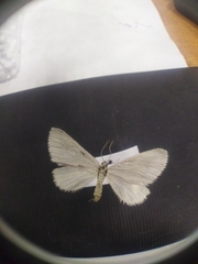 Lithostege farinata