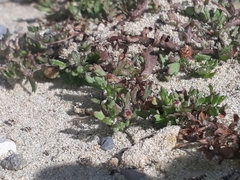 Centipeda aotearoana