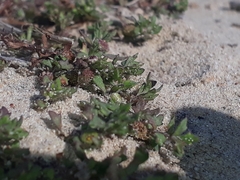 Centipeda aotearoana