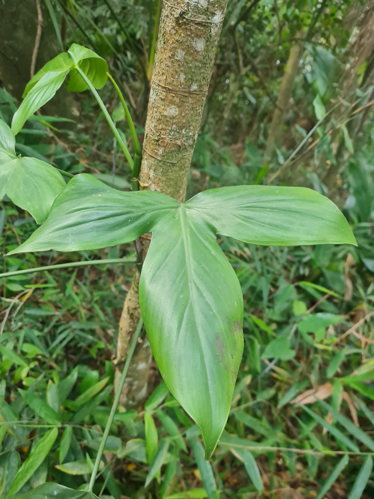 Philodendron camposportoanum
