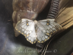Pseudaphelia apollinaris