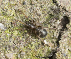 Phrurolithus festivus