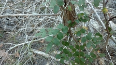 Berberis swaseyi