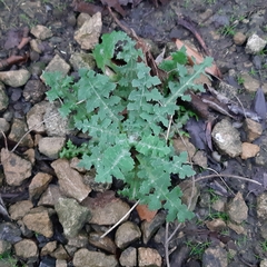 Sonchus oleraceus