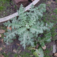 Sonchus oleraceus