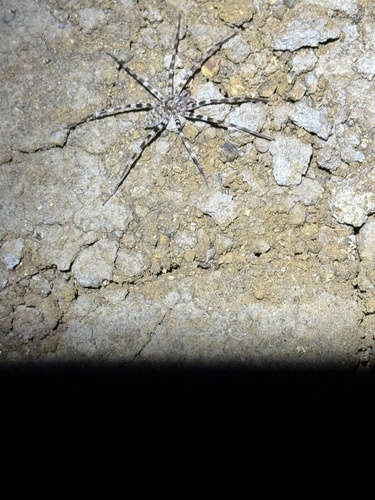 Ornamental Wandering Spider