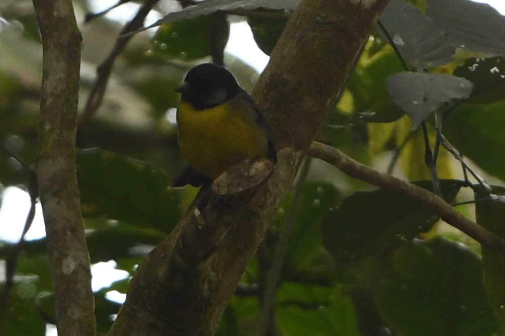 Santa Marta Brushfinch (Atlapetes melanocephalus), photo 6