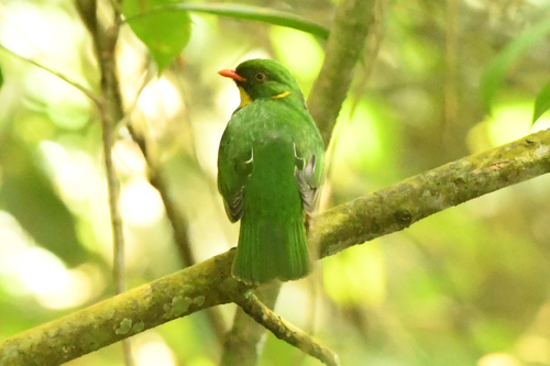 Golden-breasted Fruiteater (Pipreola aureopectus), photo 2