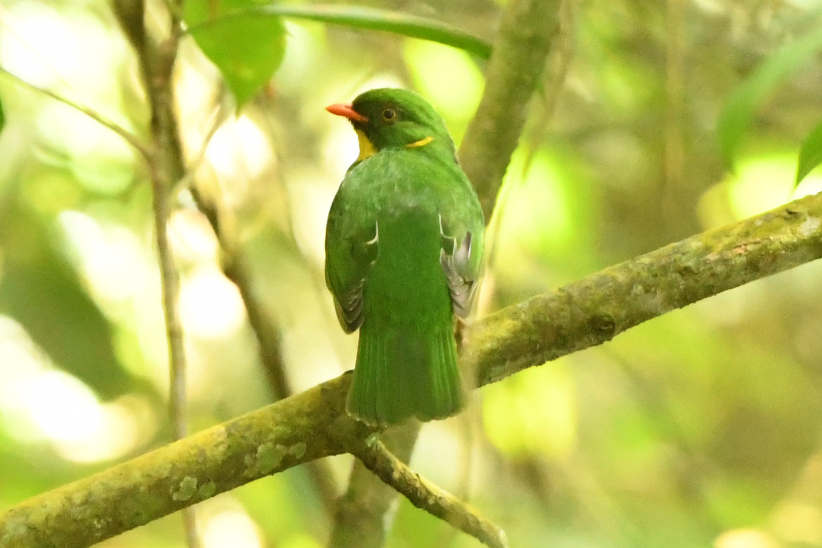 Golden-breasted Fruiteater (Pipreola aureopectus), photo 3
