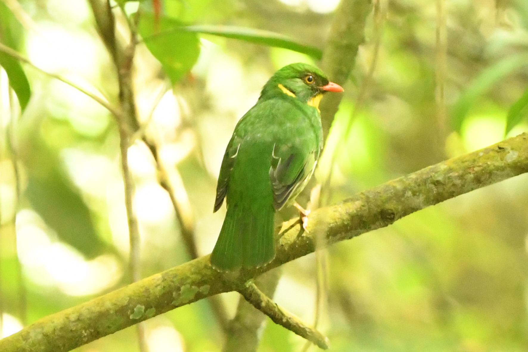 Golden-breasted Fruiteater (Pipreola aureopectus), photo 2