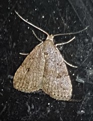 Tolpiodes oligolasia