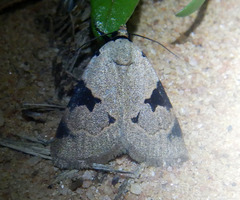 Plecoptera plinthochroa