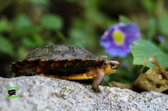 Rhinoclemmys pulcherrima rogerbarbouri