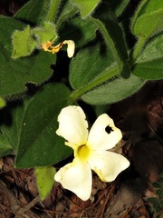 Thunbergia atriplicifolia